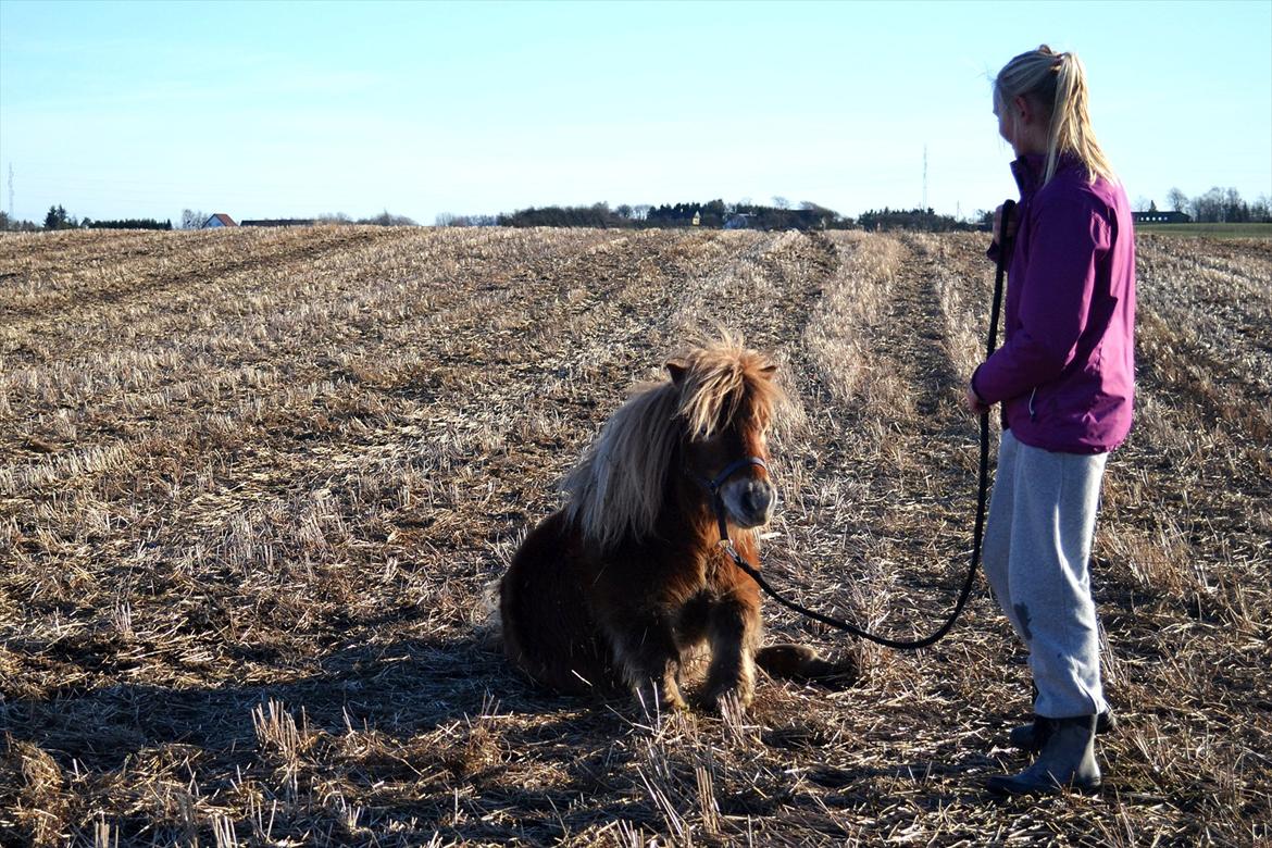 Shetlænder Bella billede 10