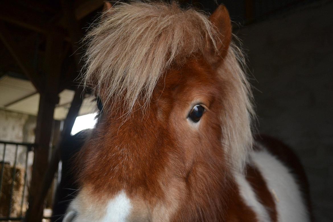 Shetlænder Nicky billede 6