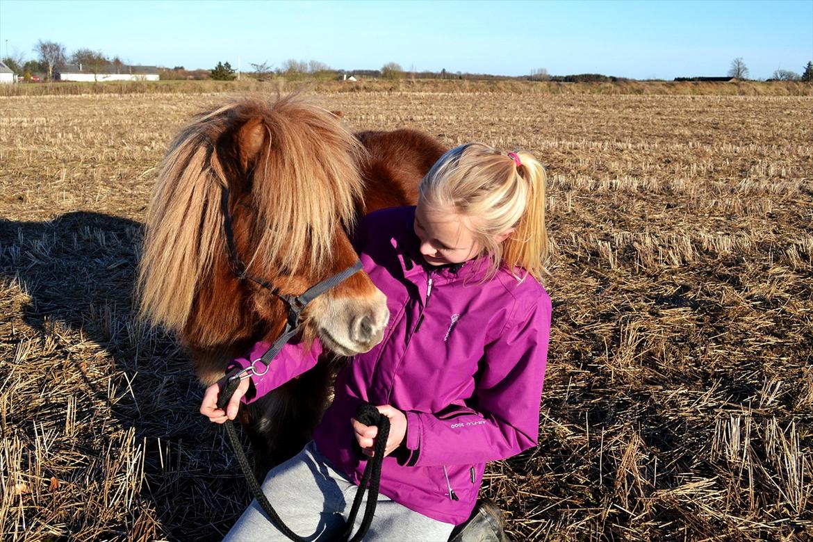 Shetlænder Bella billede 11
