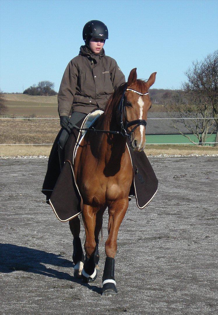 Hannoveraner | Werber Welt - Dressuropvarmning d. 26/2-12... billede 11