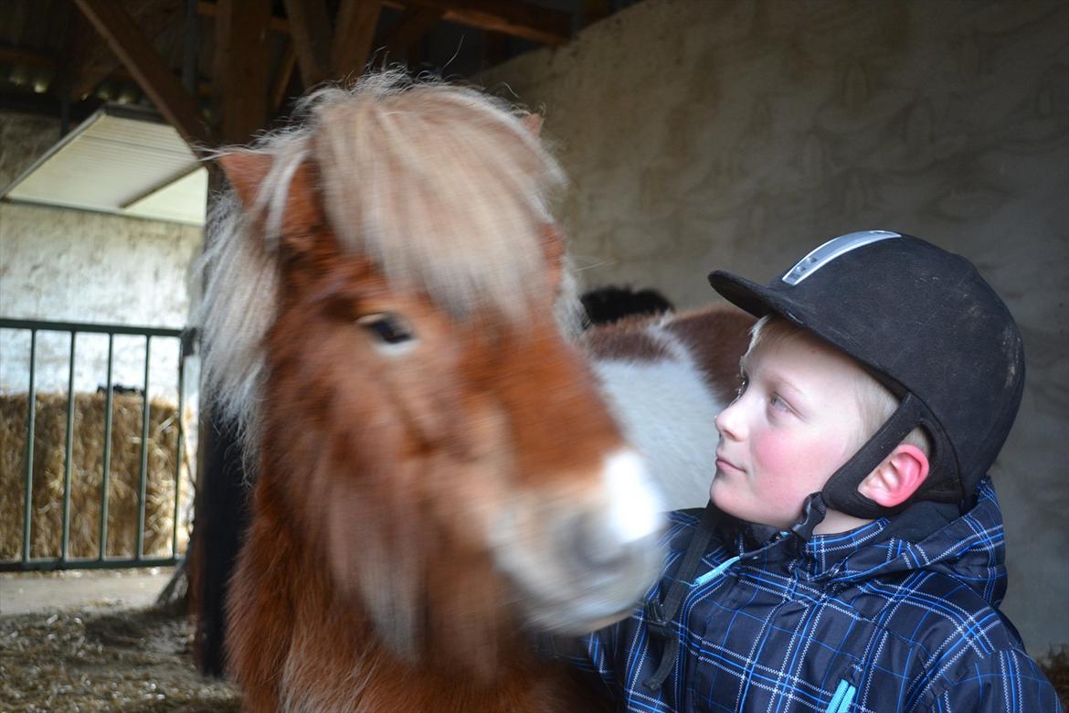 Shetlænder Nicky billede 3