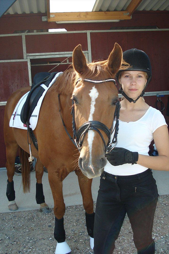 Hannoveraner | Werber Welt - Werber Welt... billede 5