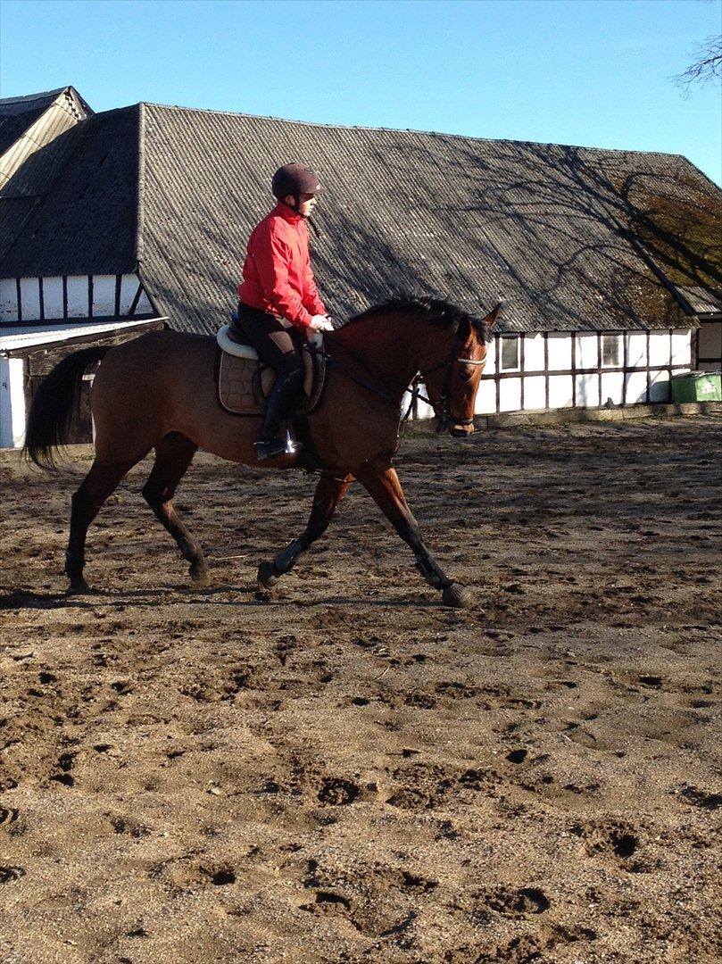 Standardbred Only Schwarzkopf (One More Moving) - dressur - 5 år :) billede 2