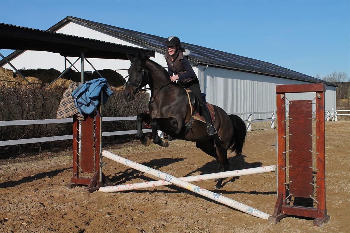 Dansk Varmblod Chanel - Hun er ikke så god til det, men vi hyggede os!<3 foto: louise<3 billede 8