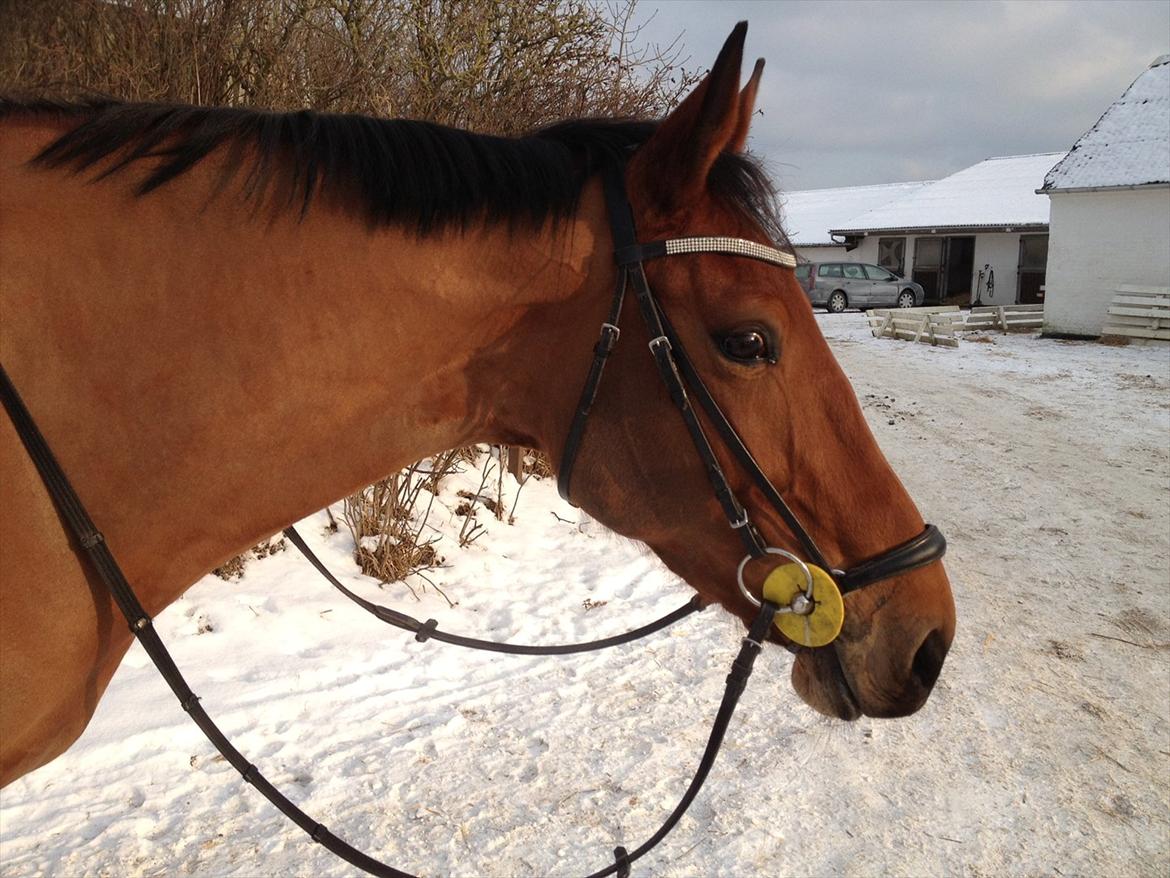 Standardbred Only Schwarzkopf (One More Moving) - smukke hest :) billede 6