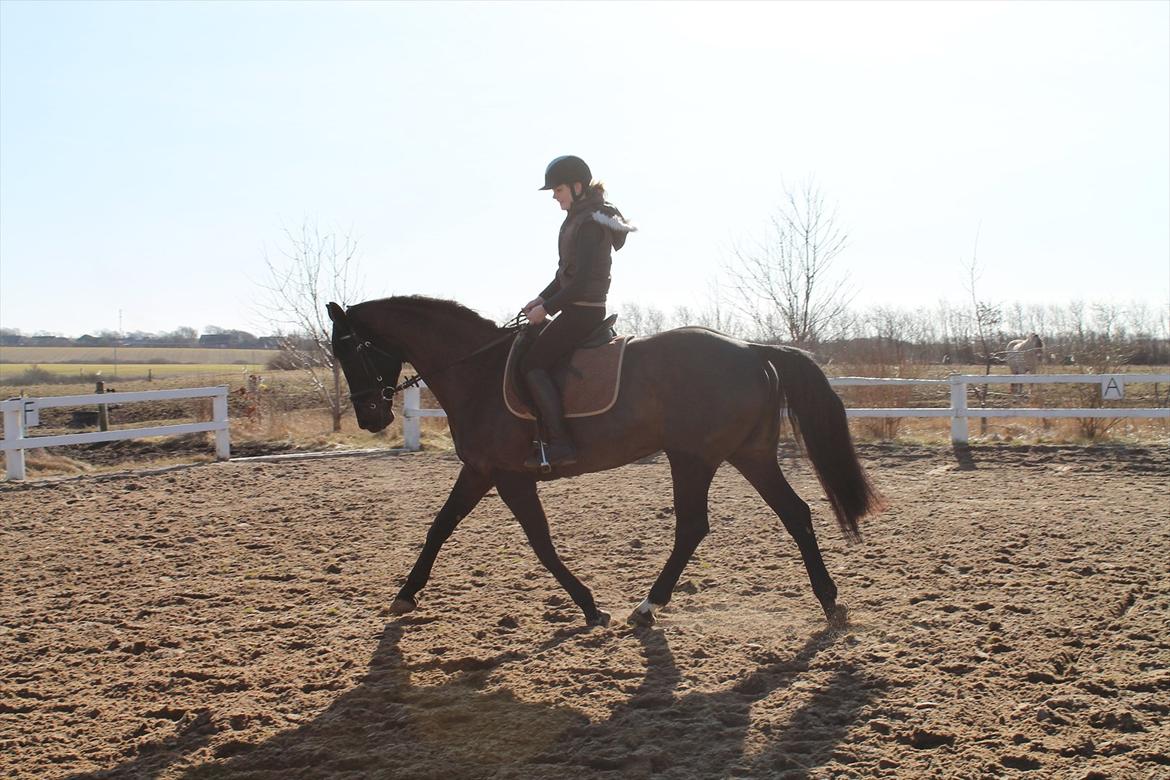 Dansk Varmblod Chanel - Beautiful!<3 foto:Louise<3 billede 16