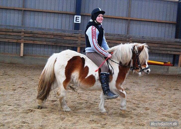 Anden særlig race Frida  - Første gang med rytter.
 billede 13