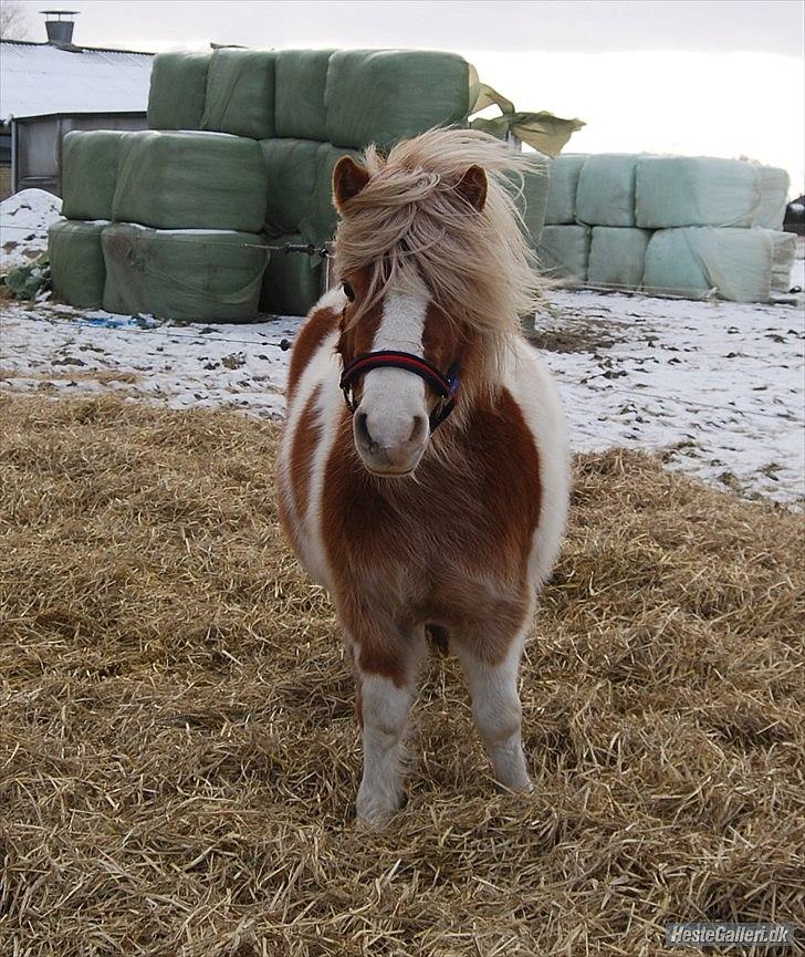 Anden særlig race Frida  - På fold feb. 2012 billede 14
