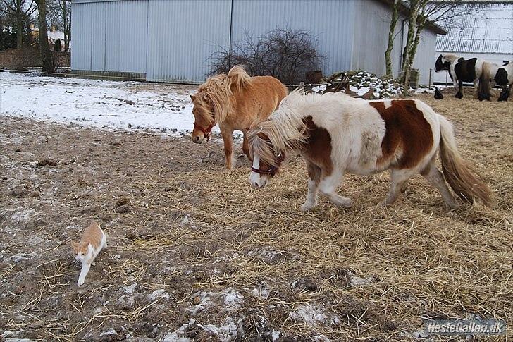 Anden særlig race Frida  - På fold feb. 2012 Hva er du for en ??? billede 15