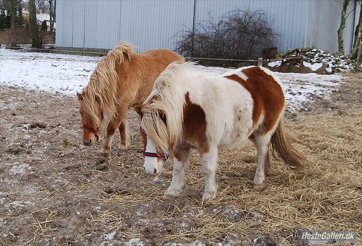 Anden særlig race Frida  - På fold feb. 2012 billede 16