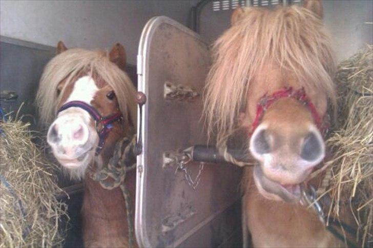 Anden særlig race Frida  - Den dag vi hentede Frida og Freja. Jan. 2012 billede 17