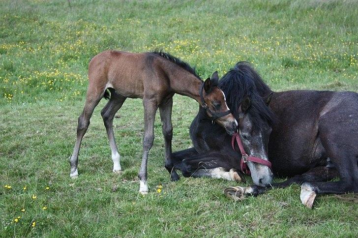 New Forest Toftgaards New Hope - Hope og princess (4 dage gammel) billede 6