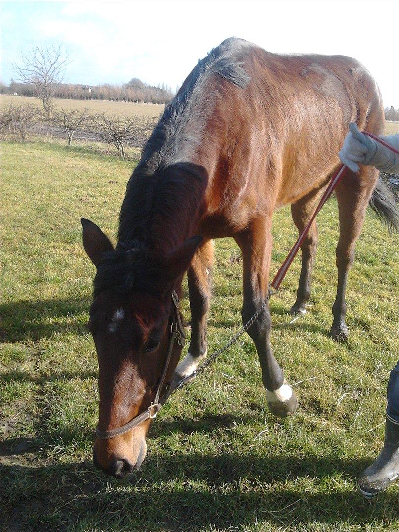 Traver Poolpartygirl F - pooler efter 1 uge hos os billede 4