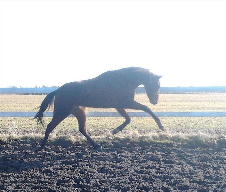 Traver Poolpartygirl F - pooler er begyndt at live op.. har nu haft hende i 3 uger billede 5