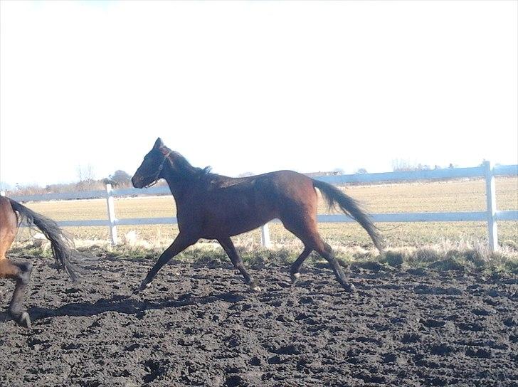 Traver Poolpartygirl F - pooler er begyndt at live op.. har nu haft hende i 3 uger billede 7