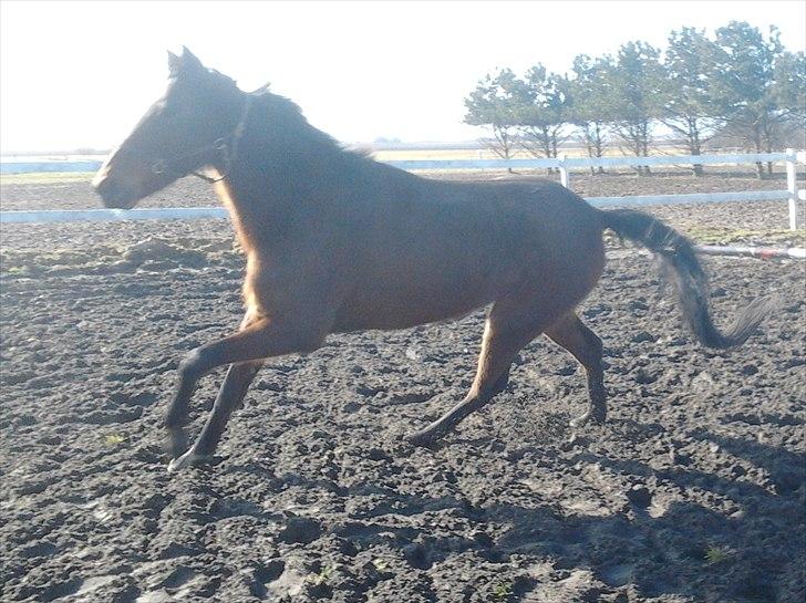 Traver Poolpartygirl F - pooler er begyndt at live op.. har nu haft hende i 3 uger billede 8