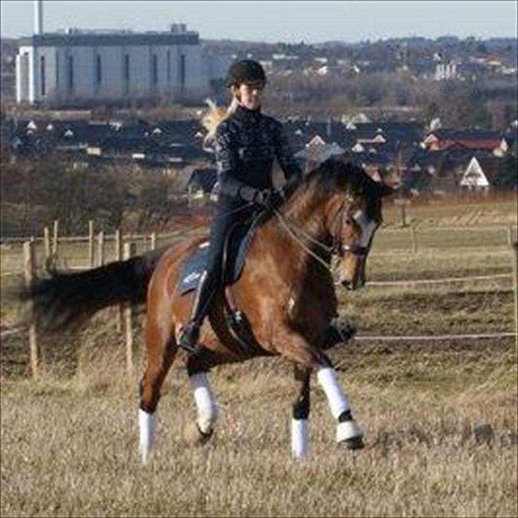 Dansk Varmblod Diva billede 14