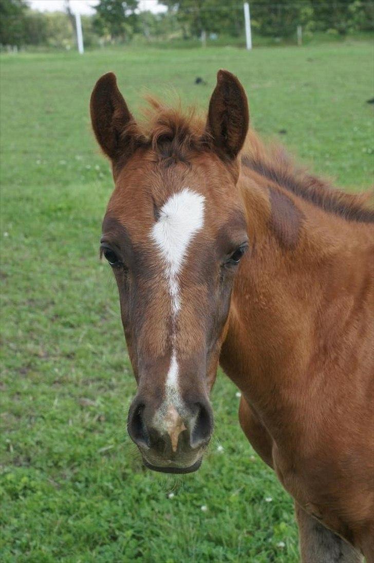 Dansk Varmblod Don-Vicardia billede 20