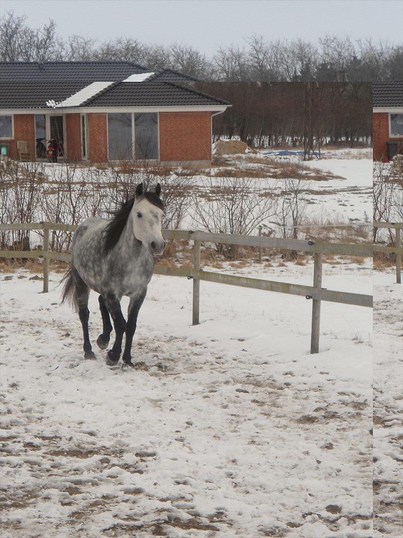 Anden særlig race Fnuggi billede 10