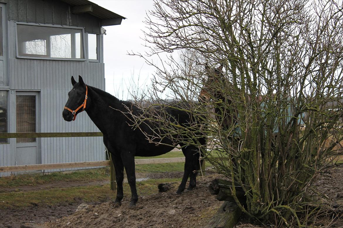 Oldenborg Clausagergårds Cirkeline billede 8