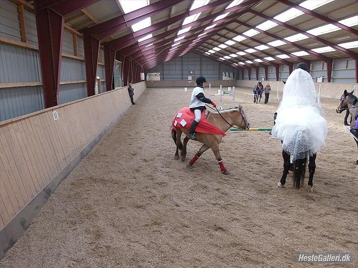 Anden særlig race Qato billede 7