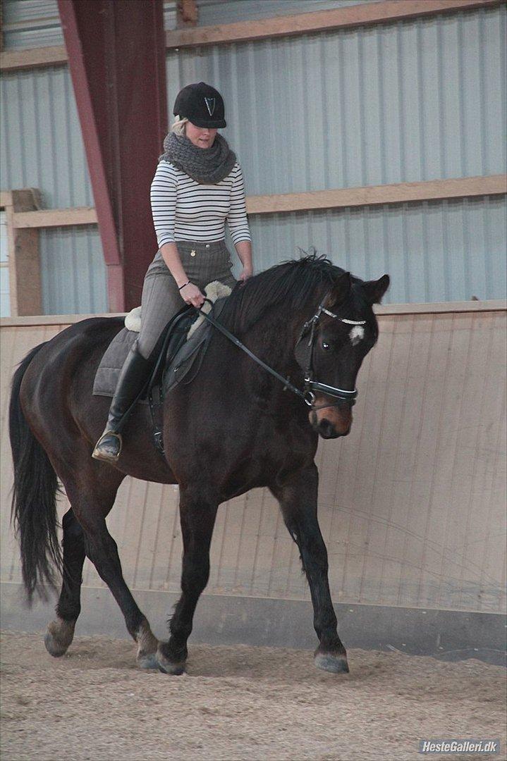 Anden særlig race Qato - Malene og Qato rider dressur :) billede 9