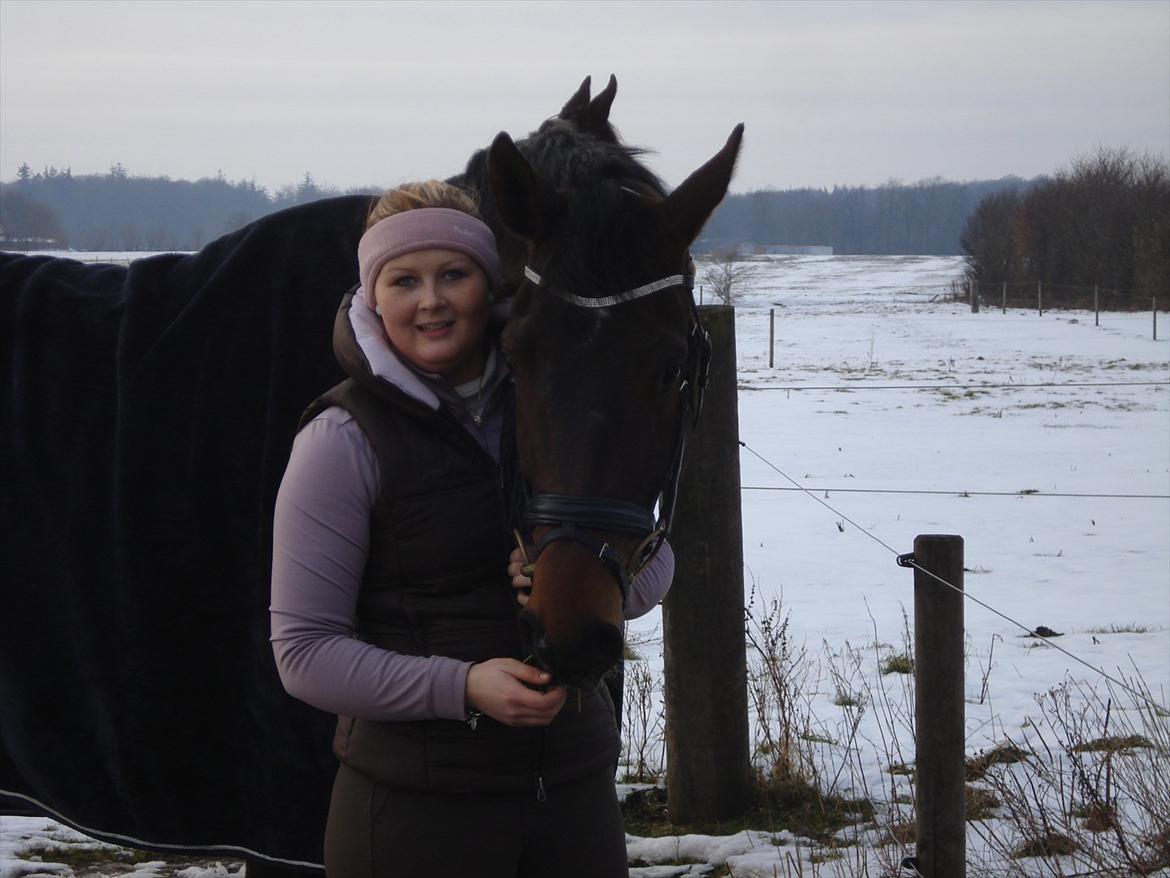 Dansk Varmblod Kgs. Hørgaard Handsome billede 17