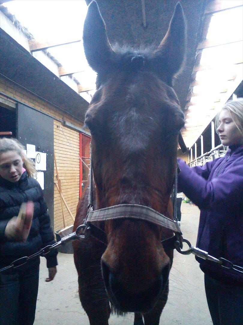 Traver Fame spirit - Fame har igen ørene fremme sikke dygtig han er perfekt hest<3;)
Amalie er i fuld sving med at strigle og Camilla T. er i gang med at flette;)XD
Foto: mig billede 8