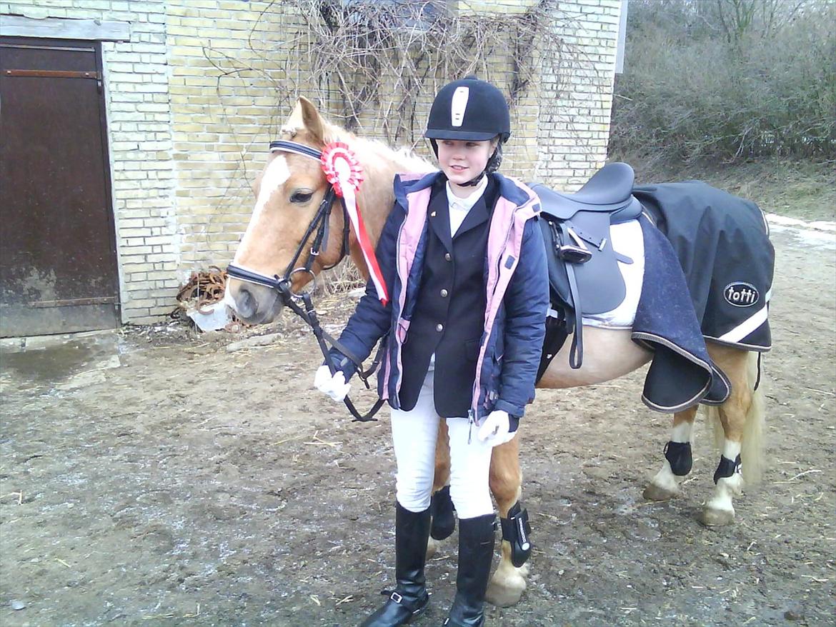 Palomino Søgårds Speedy - solgt billede 19