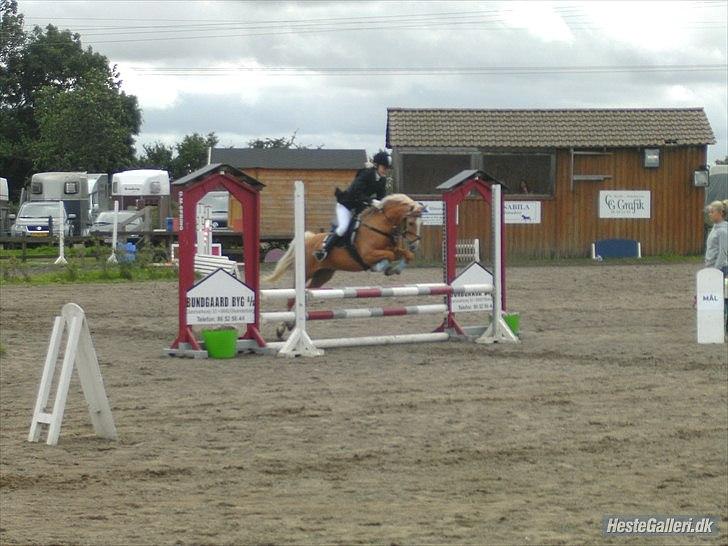 Palomino Søgårds Speedy - solgt billede 20