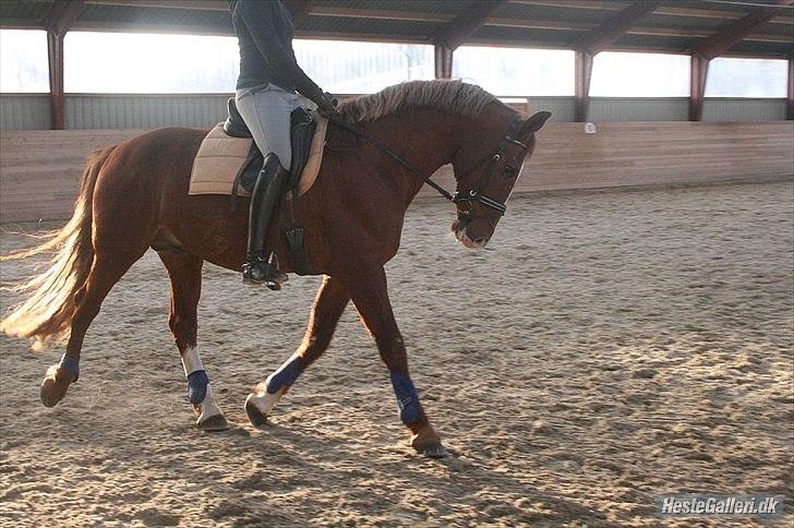 Frederiksborg Engkildegårds Nugent "Avlshingst" billede 3