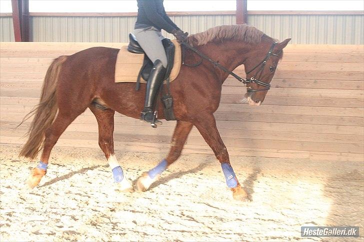 Frederiksborg Engkildegårds Nugent "Avlshingst" billede 2