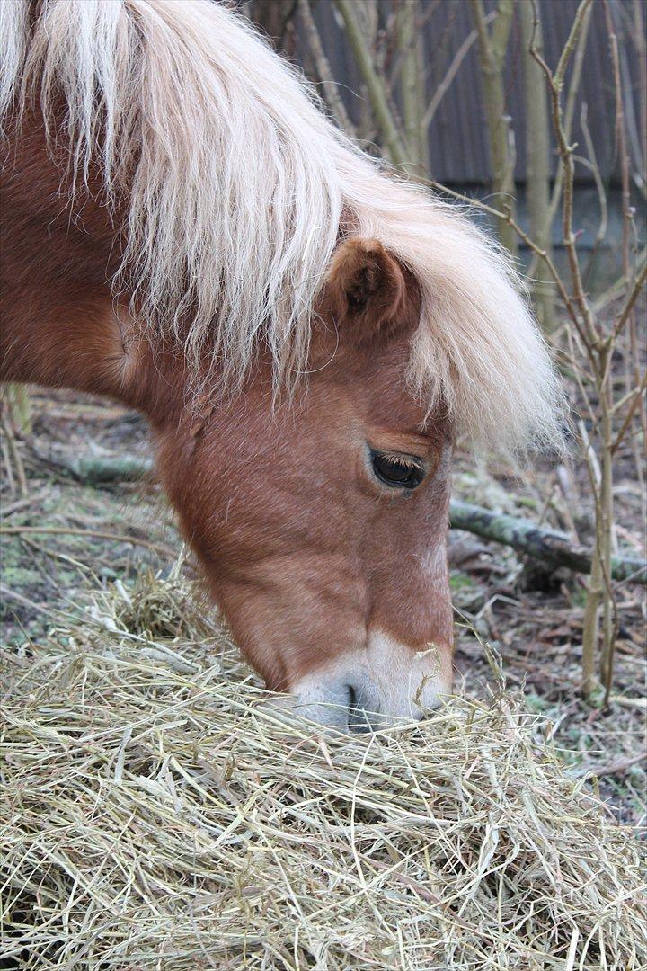 Shetlænder Præstegårdens Trille - Musling. billede 2