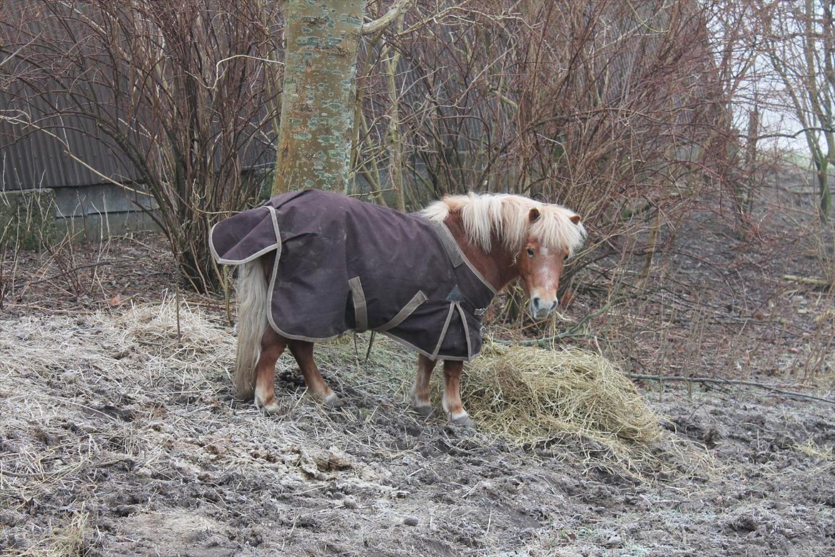Shetlænder Præstegårdens Trille billede 18