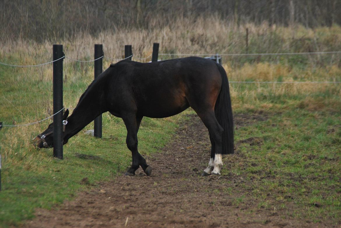 DSP Raunsmindes Anastasia - #16: November 2011 - Smart pony jeg har mig ;-) Foto: Mig billede 16