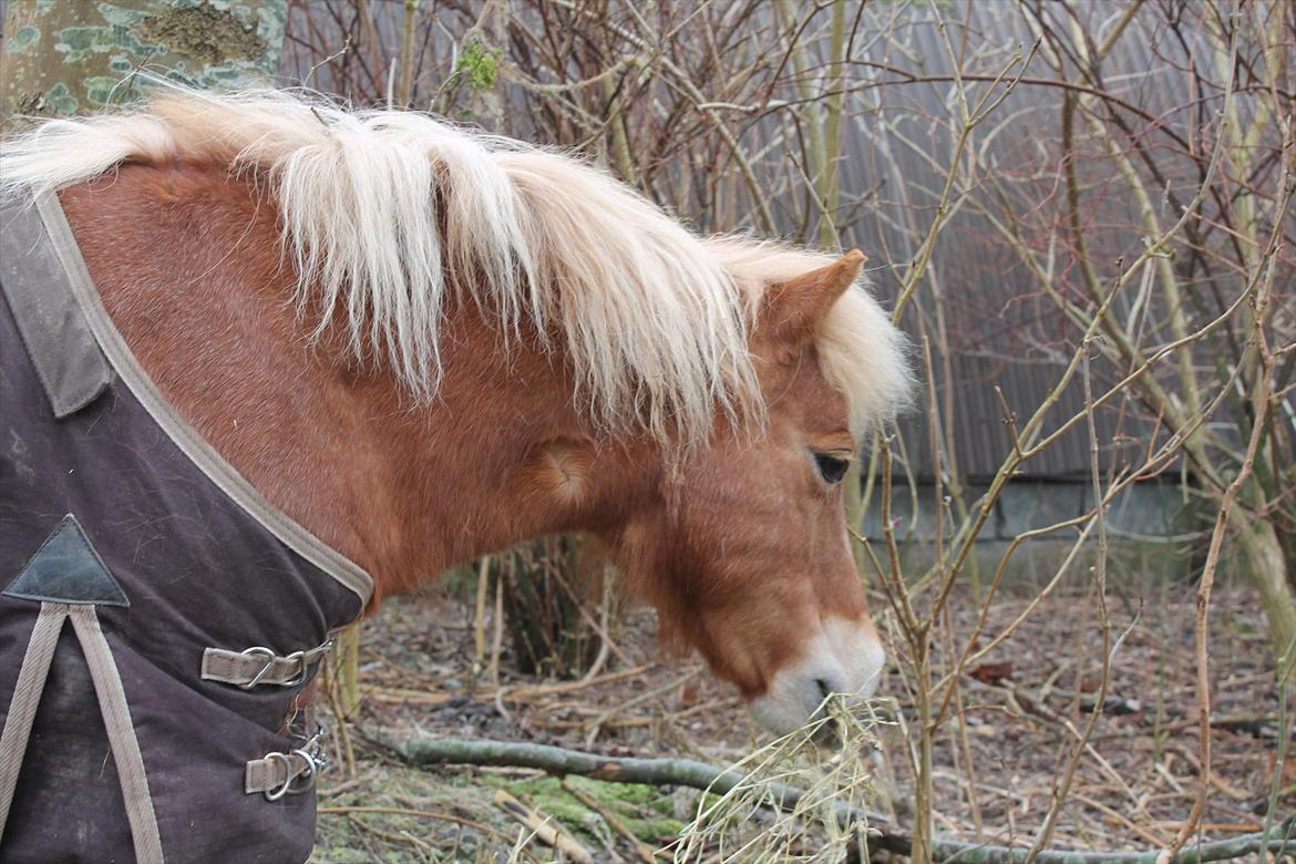 Shetlænder Præstegårdens Trille billede 8