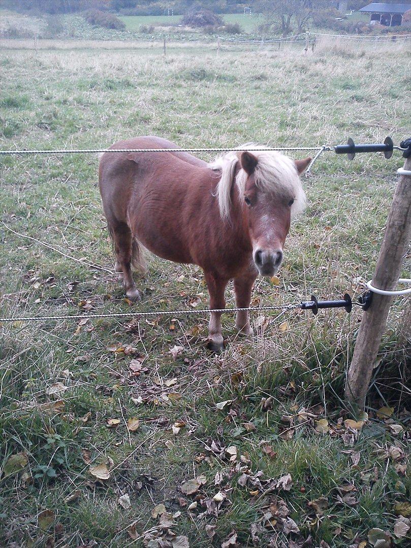 Shetlænder Præstegårdens Trille billede 14