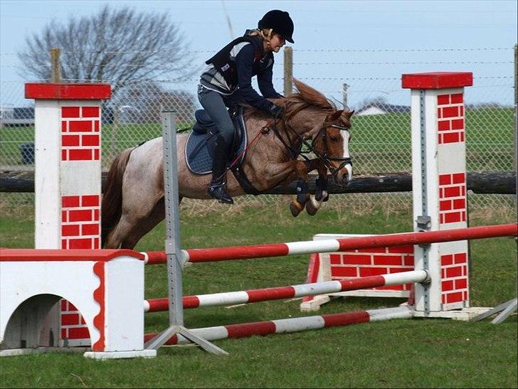 Tysk Sportspony Lucky - Lucky mussen:D <3  billede 1