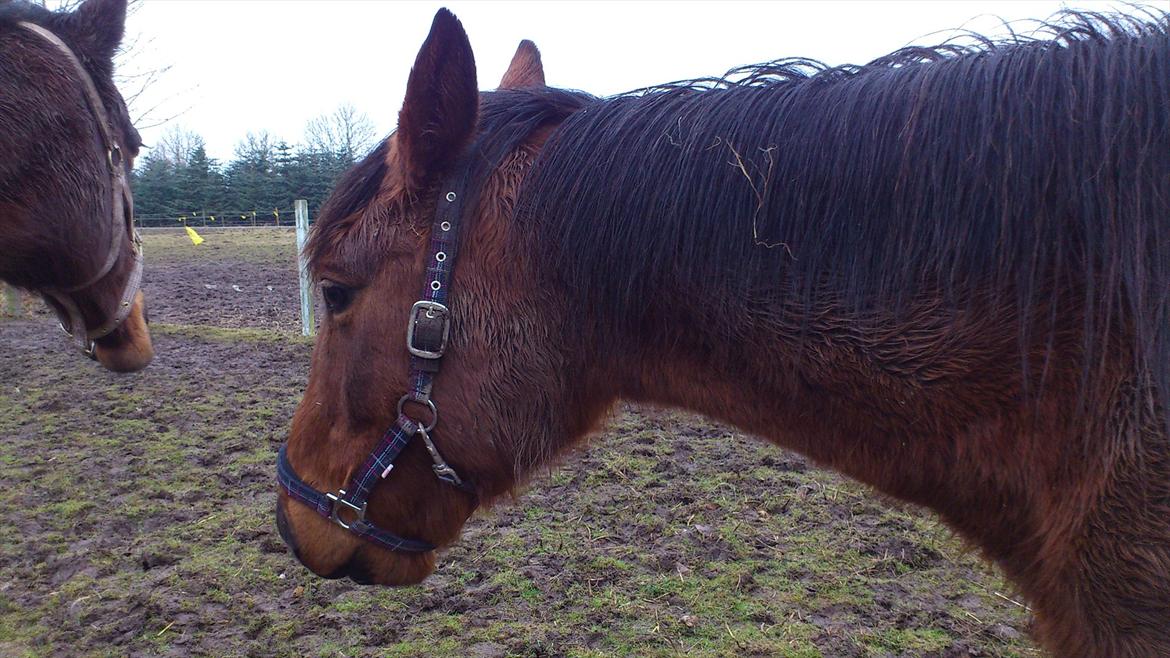 Traver magic  billede 1