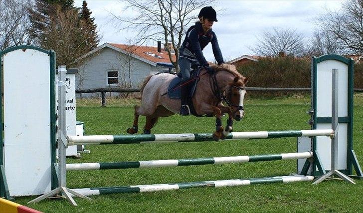 Tysk Sportspony Lucky billede 2