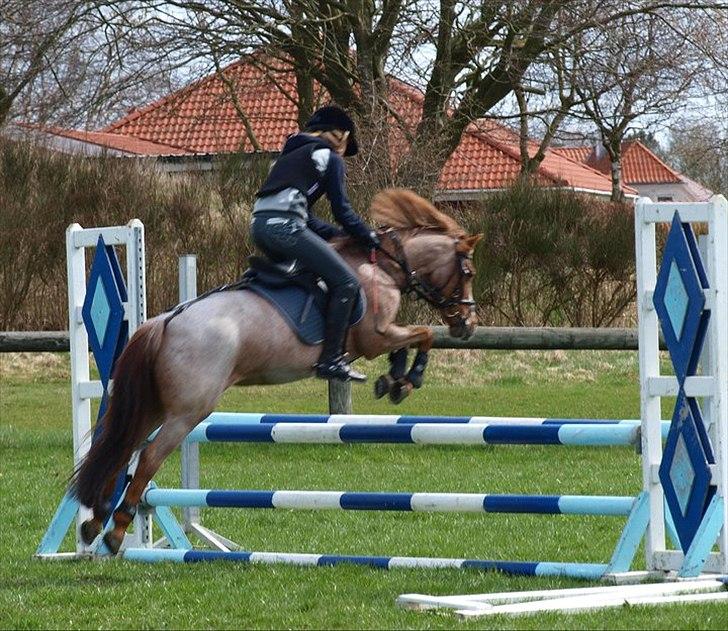 Tysk Sportspony Lucky billede 3