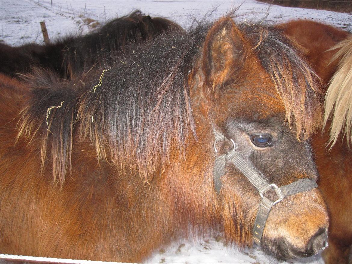 Shetlænder Staldhavens Daim - solgt billede 3