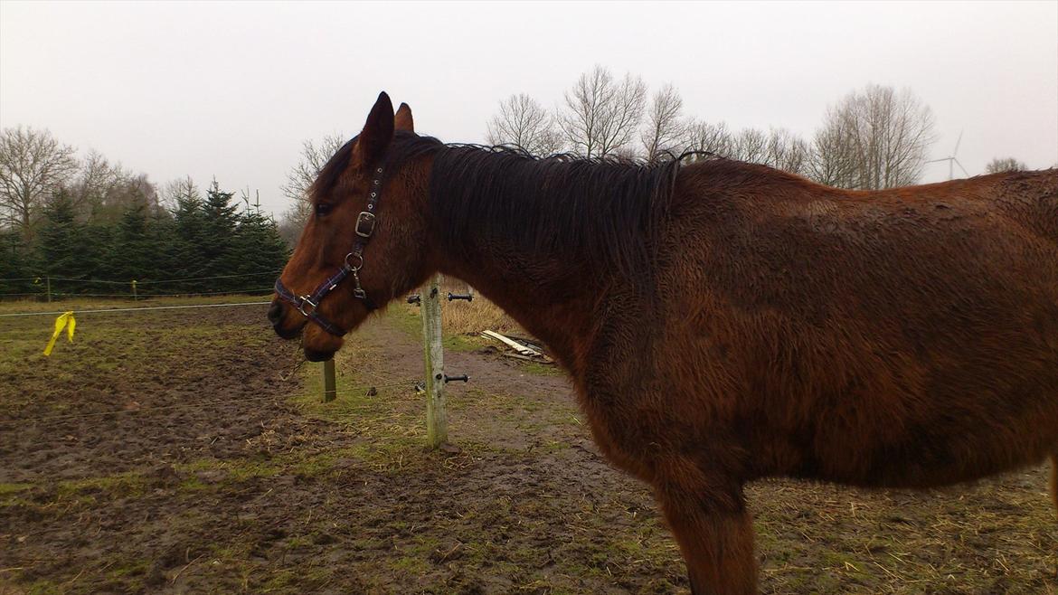 Traver magic  billede 2