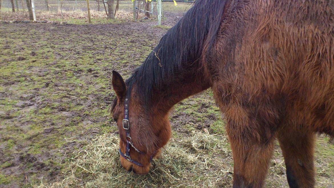 Traver magic  billede 3