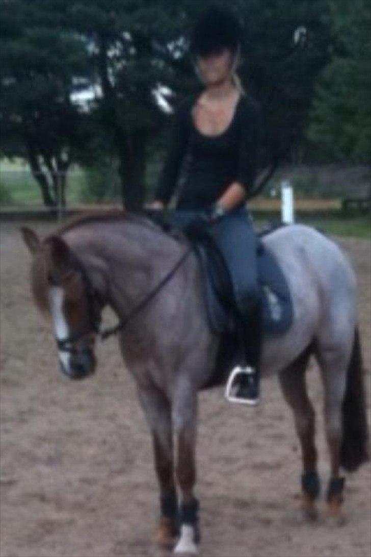 Tysk Sportspony Lucky - DRESSURR!:D<3 billede 8