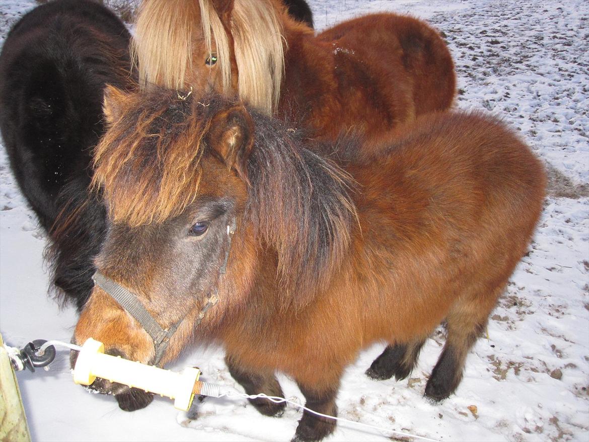Shetlænder Staldhavens Daim - solgt billede 4
