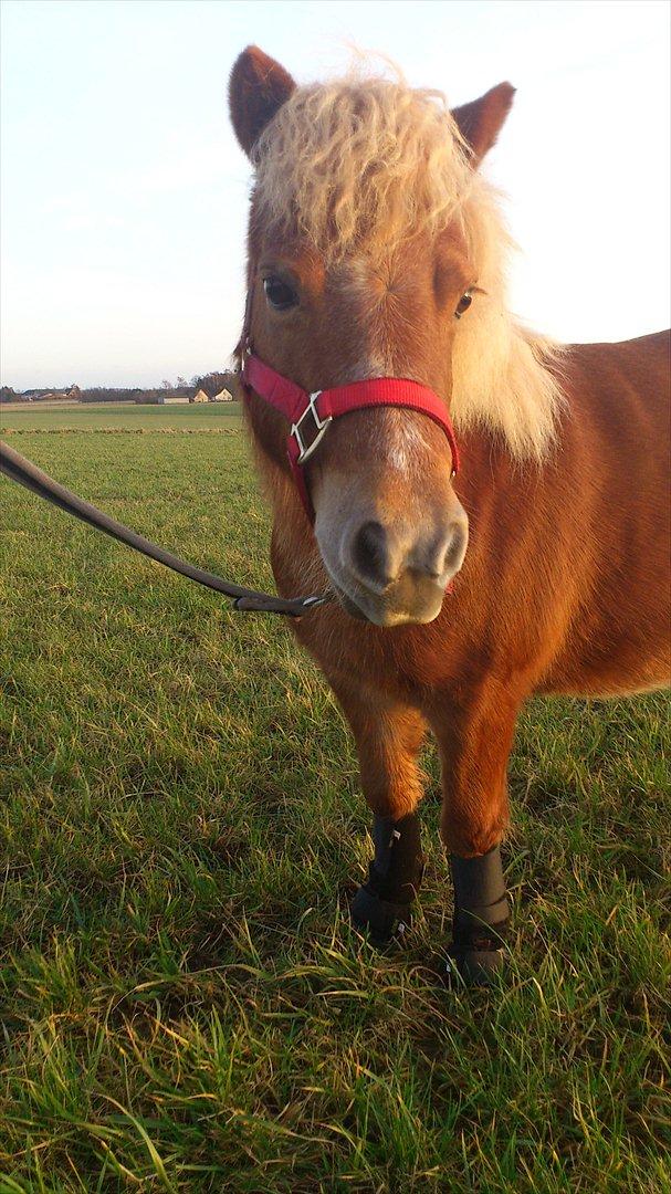 Shetlænder Præstegårdens Trille billede 11