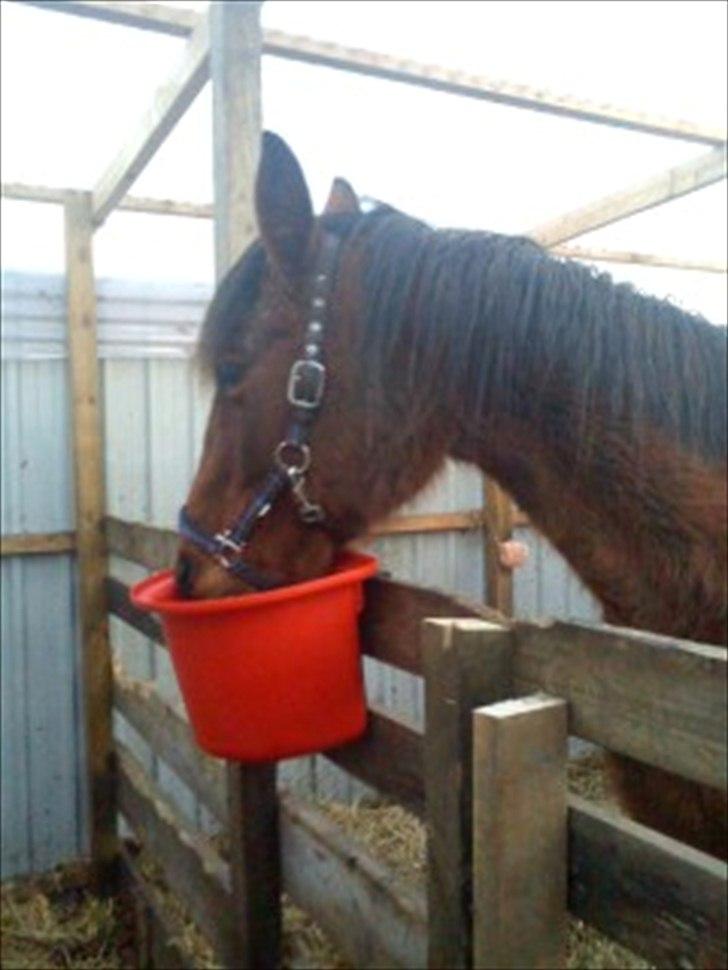 Traver magic  billede 4