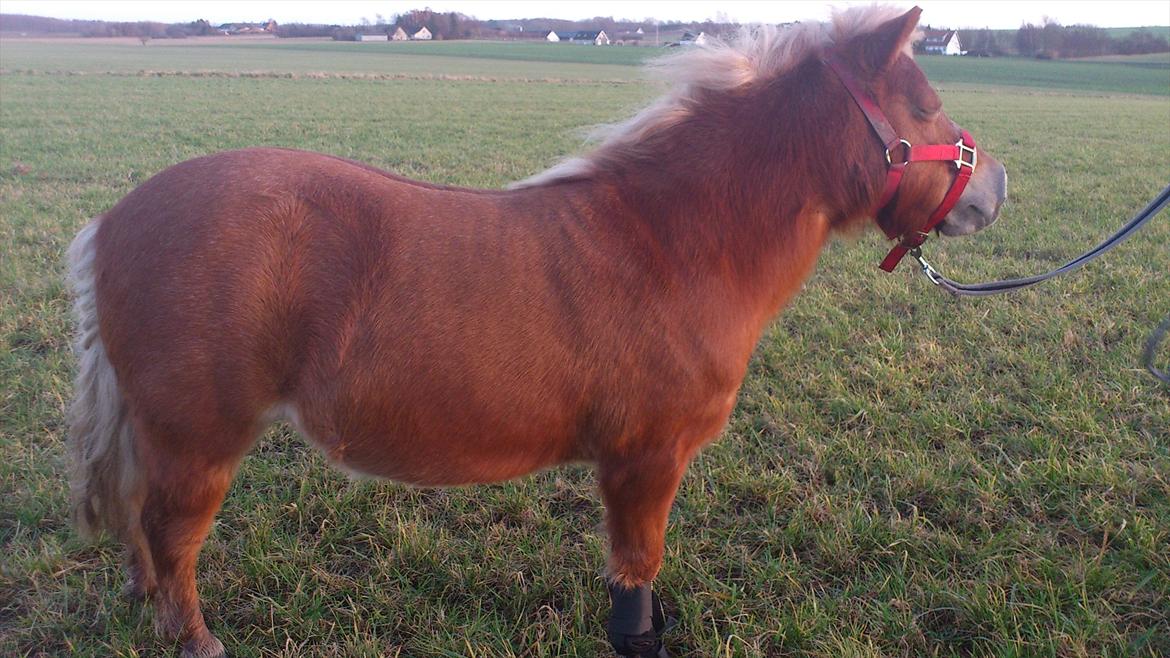 Shetlænder Præstegårdens Trille - Haha! Jeg synes simpelthen bare at det er sådan et sødt billede :D billede 19