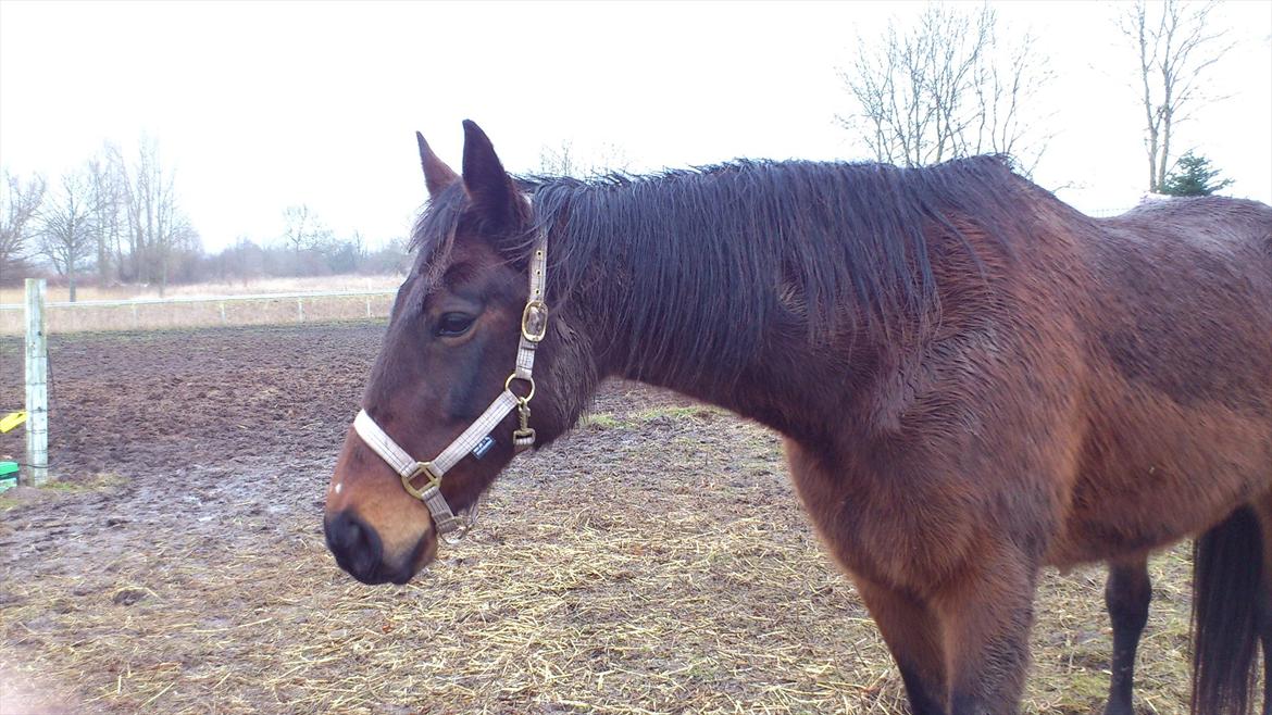 Traver Evita billede 4